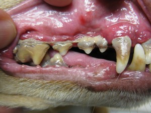 in het midden van niets Overtollig schermutseling Hond met slecht gebit? | 5 Tips tegen parodontitis | Hond stinkt uit zijn  bek? | 10 Tips slechte adem hond!