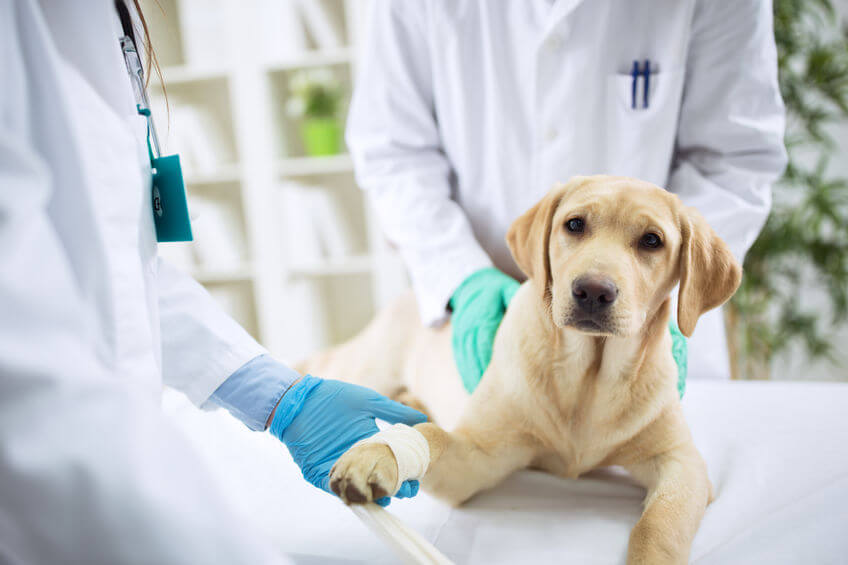 Op de kop van Vermenigvuldiging Federaal Diabetes Of Suikerziekte Bij Honden | Help! | Hond stinkt uit zijn bek? |  10 Tips slechte adem hond!