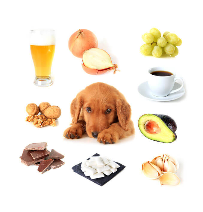 Wat Te Doen Je Hond Diabetes Heeft? Tips Hond stinkt uit zijn bek? | Tips slechte adem hond!